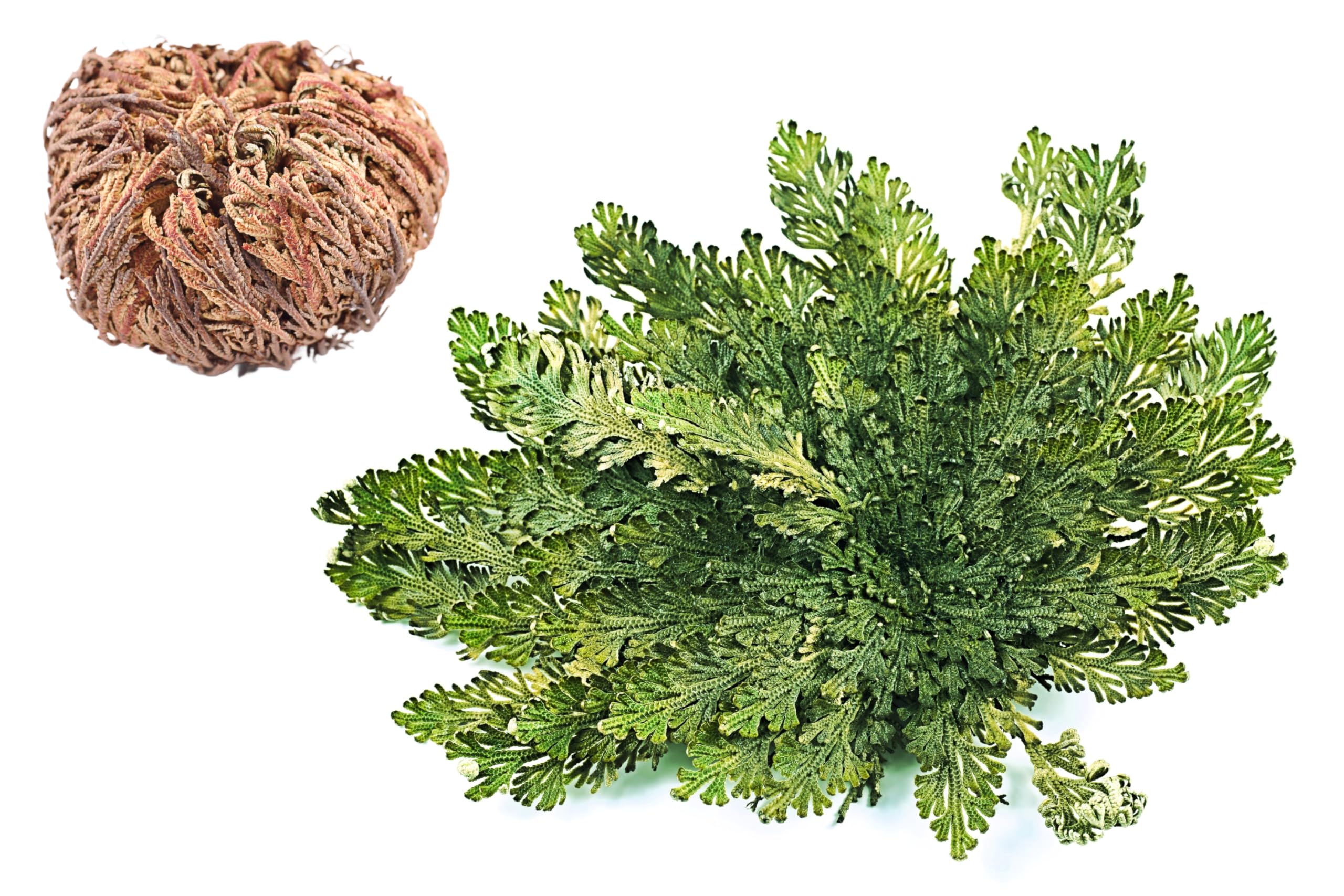 Amazon.com : Resurrection Plant Live Rose of Jericho Dinosaur Fern